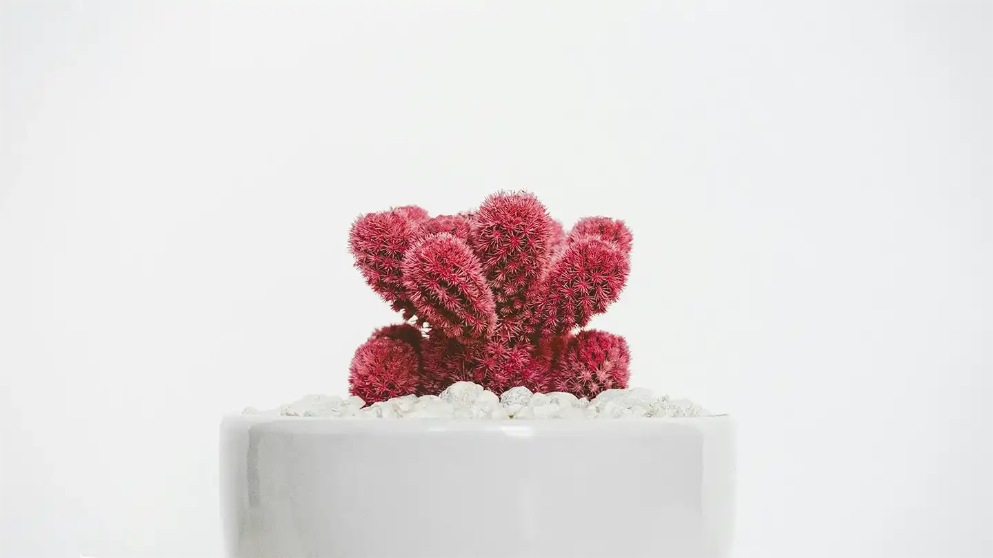 Cactus Charm in Decor