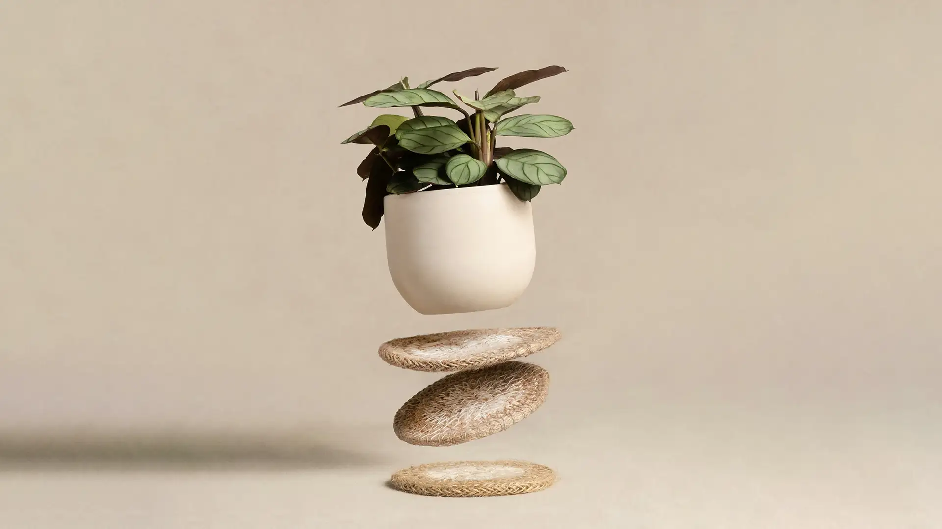 Zen Balance with Plants