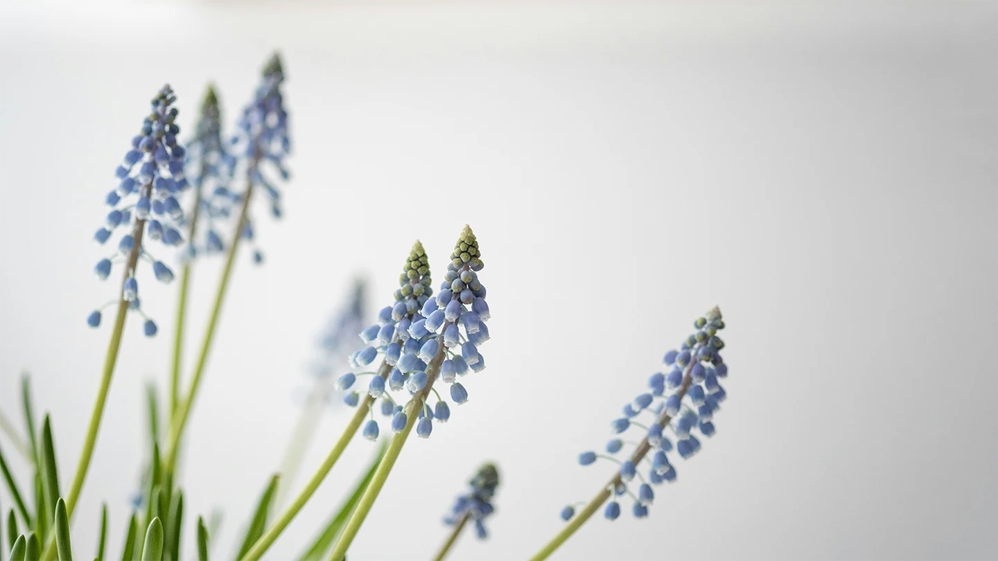 Spring Hyacinths Guide