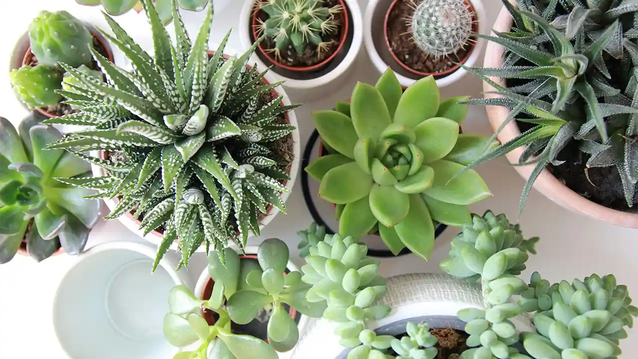 Succulent Garden Ideas