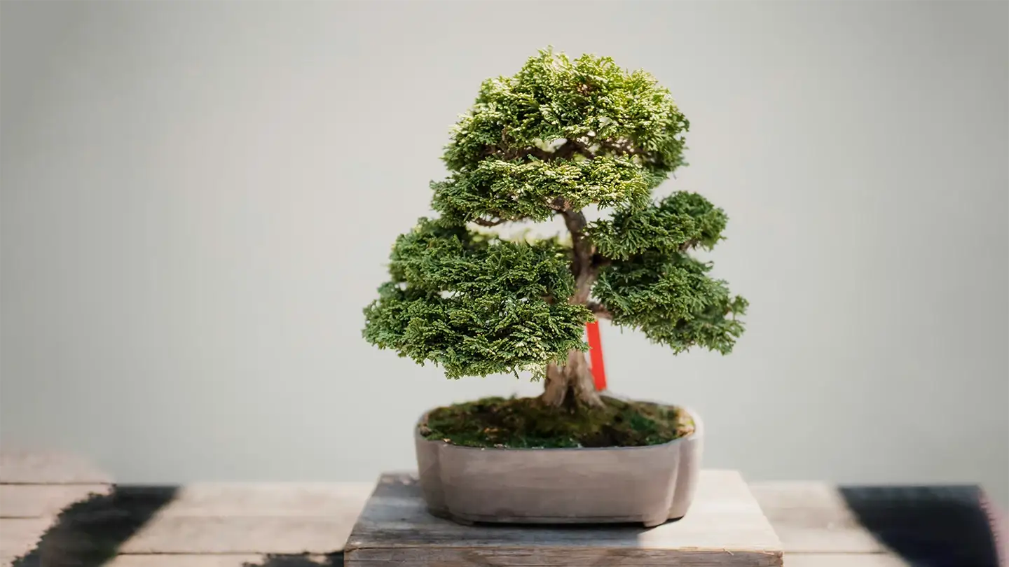 Bonsai Tree Mastery