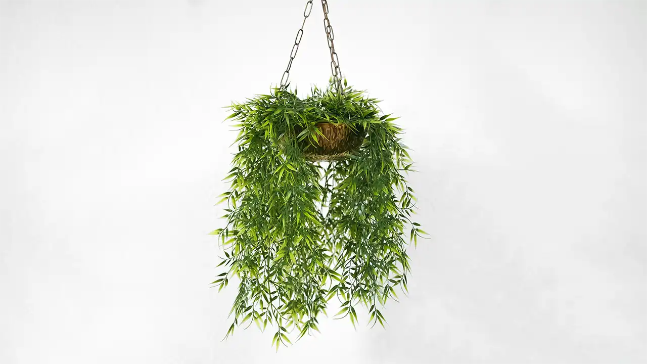 Hanging Fern Care Tips